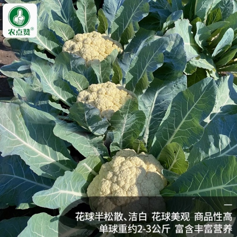 百美松花菜种子-中晚熟耐寒耐湿花球半松散洁白