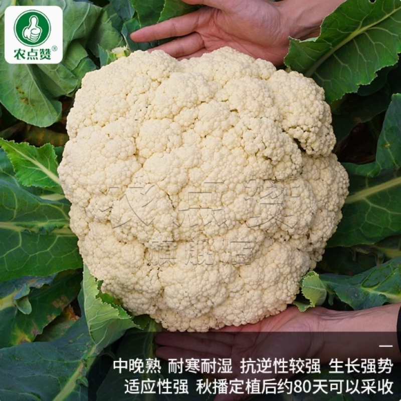 百美松花菜种子-中晚熟耐寒耐湿花球半松散洁白