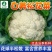 百美松花菜种子-中晚熟耐寒耐湿花球半松散洁白