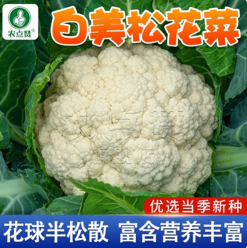百美松花菜种子-中晚熟耐寒耐湿花球半松散洁白