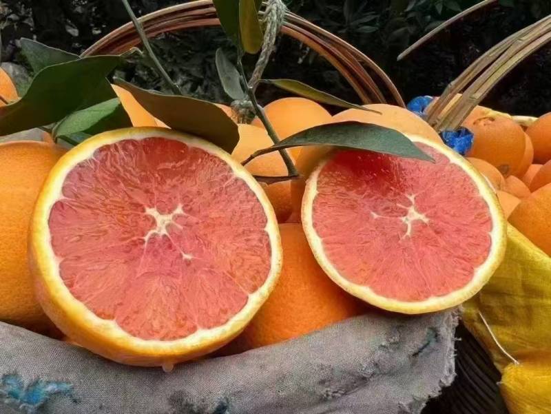 精品甜橙大量现货，树上鲜果，产地直发