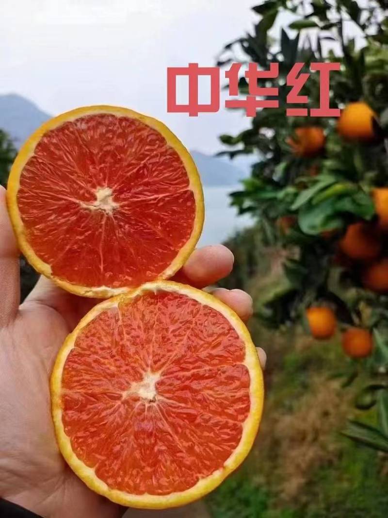 精品甜橙大量现货，树上鲜果，产地直发