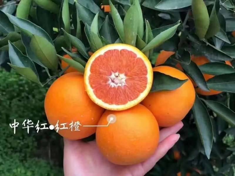 精品甜橙大量现货，树上鲜果，产地直发