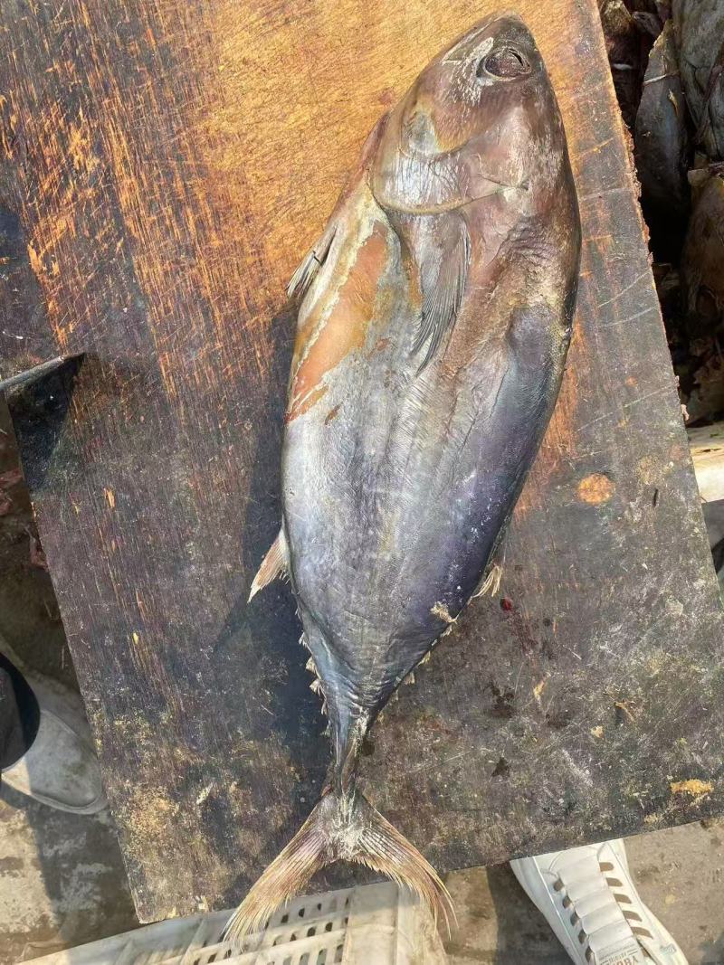 金枪鱼咸鱼梅香海鱼海产咸鱼大条切块中段咸鱼，老咸鱼