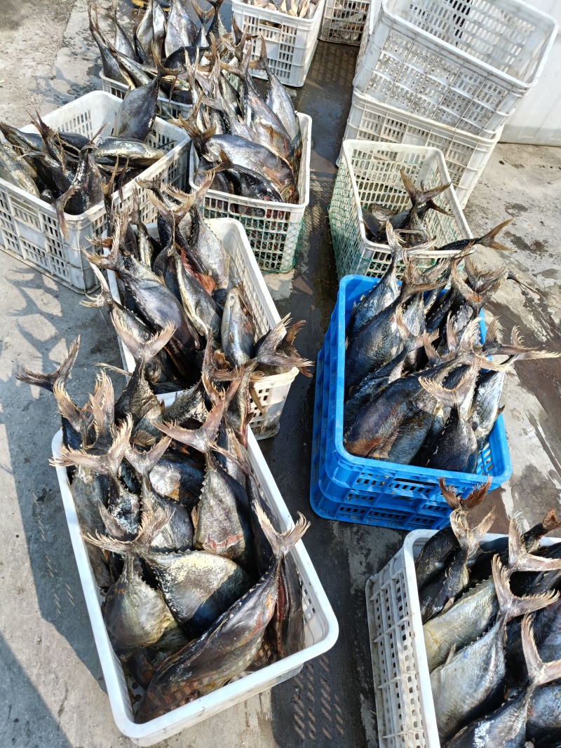 金枪鱼咸鱼梅香海鱼海产咸鱼大条切块中段咸鱼，老咸鱼