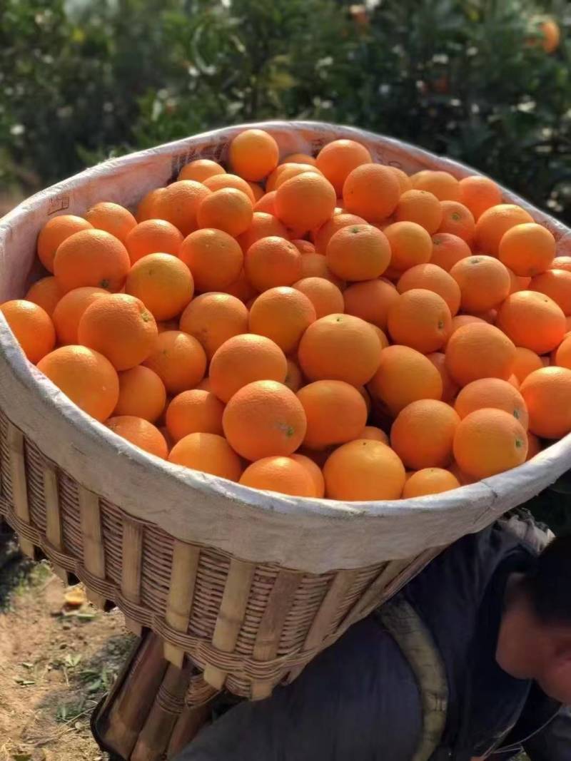 精品甜橙大量现货，树上鲜果，产地直发