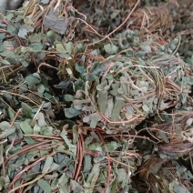 鸡骨草
