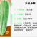 东方玉苦瓜中熟油白品种耐热性好分枝强丰产耐裂性好