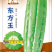 东方玉苦瓜中熟油白品种耐热性好分枝强丰产耐裂性好