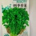 香菜种子-四季香菜香味浓郁四季可播囗感脆嫩纤维少