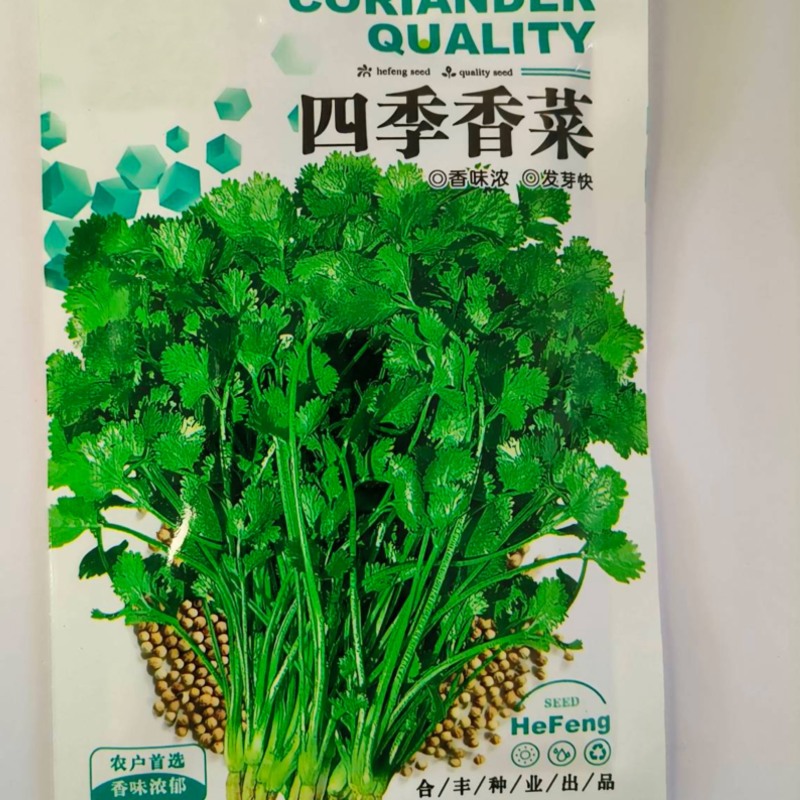 香菜种子-四季香菜香味浓郁四季可播囗感脆嫩纤维少