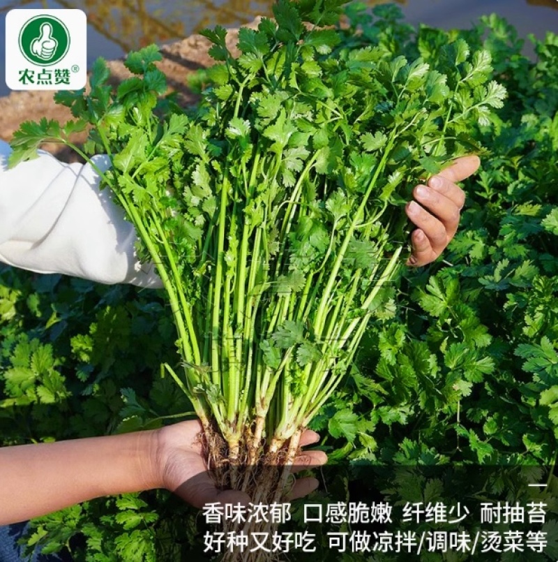 香菜种子-四季香菜香味浓郁四季可播囗感脆嫩纤维少
