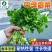 香菜种子-四季香菜香味浓郁四季可播囗感脆嫩纤维少