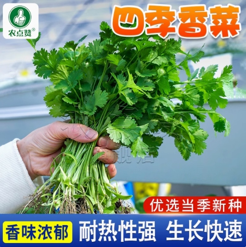 香菜种子-四季香菜香味浓郁四季可播囗感脆嫩纤维少