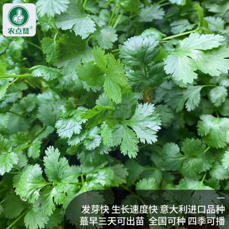 香菜种子-四季香菜香味浓郁四季可播囗感脆嫩纤维少