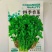 香菜种子-四季香菜香味浓郁四季可播囗感脆嫩纤维少