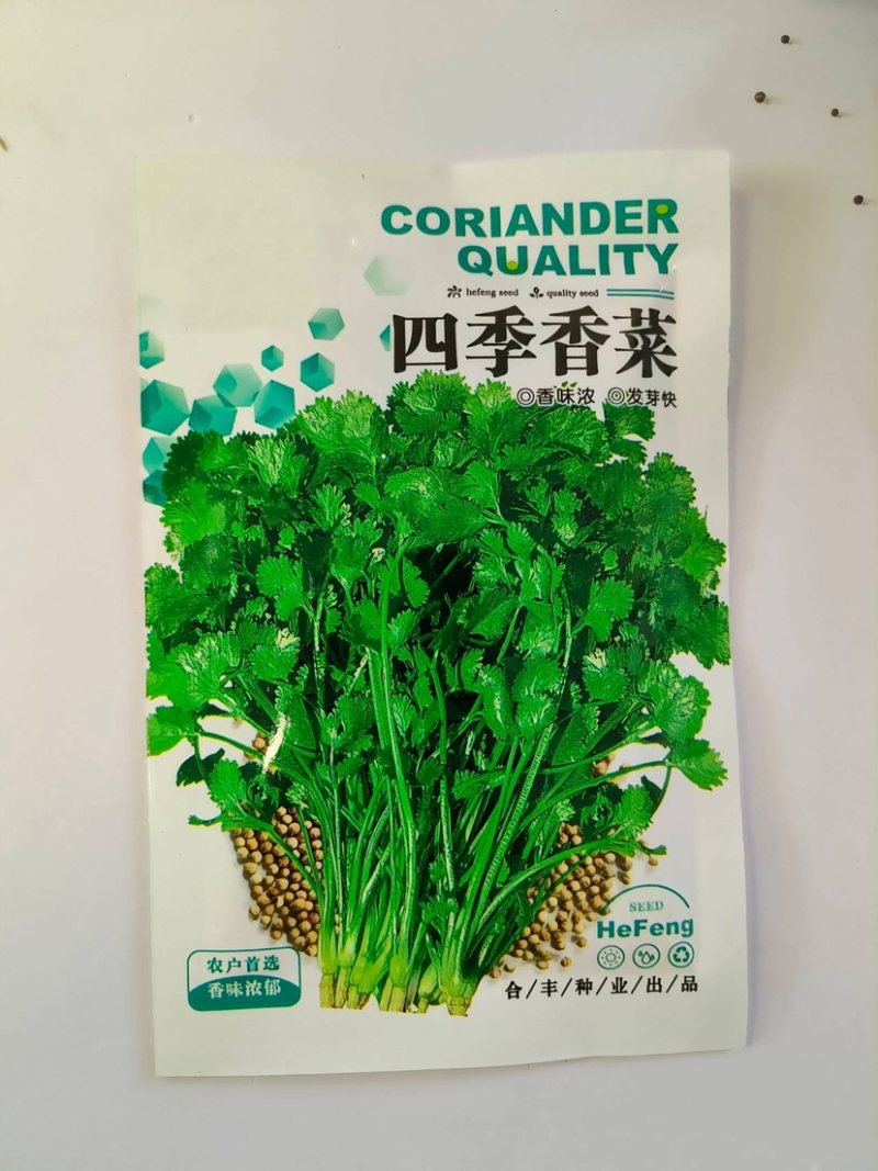 香菜种子-四季香菜香味浓郁四季可播囗感脆嫩纤维少
