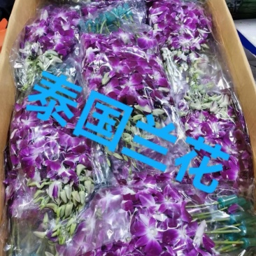 泰国兰花