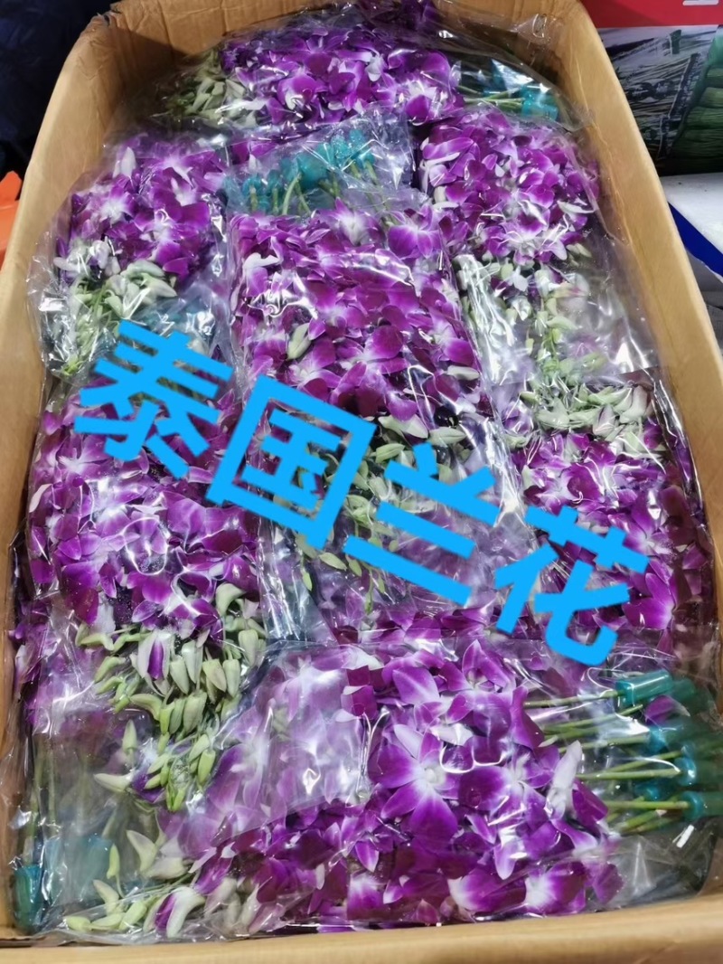泰国兰花