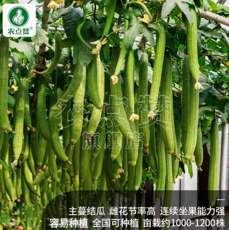 丝瓜种子-长香丝瓜嫩滑爽口早熟品种肉厚清香