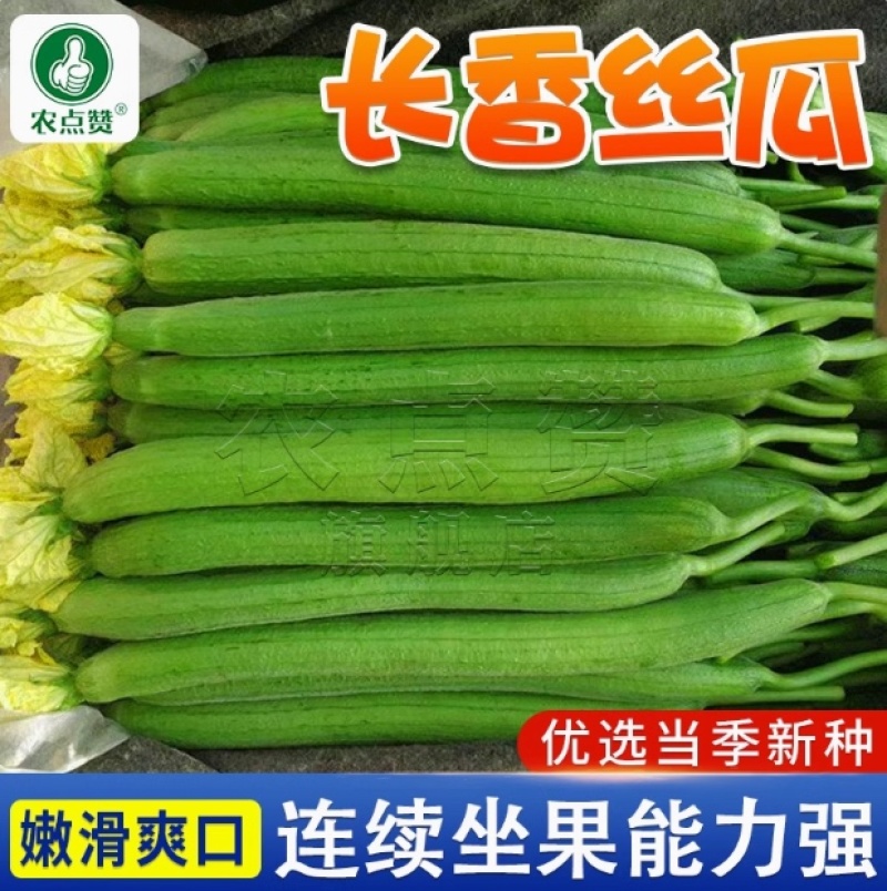 丝瓜种子-长香丝瓜嫩滑爽口早熟品种肉厚清香