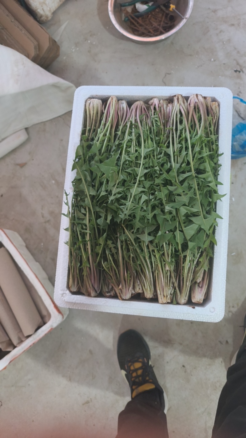 曲麻菜，婆婆丁产地大量有货，保证质量，价格优惠