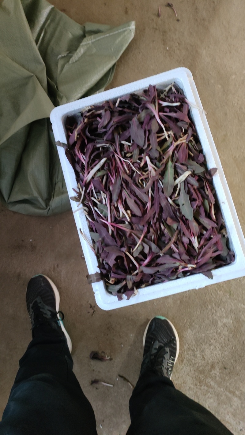 曲麻菜，婆婆丁产地大量有货，保证质量，价格优惠