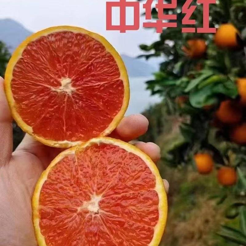 精品甜橙大量现货，树上鲜果，产地直发