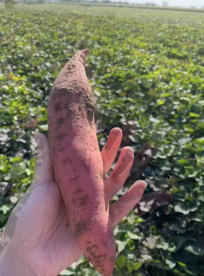 广东湛江西瓜红蜜薯大量供应市场电商产地直发货源充足价格低
