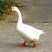 大鹅