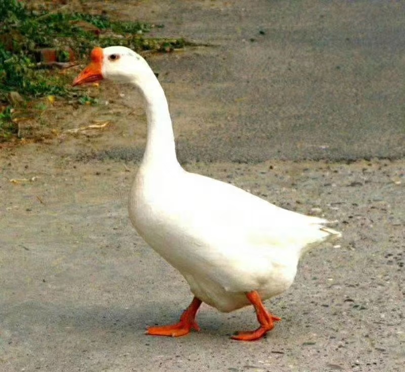 大鹅