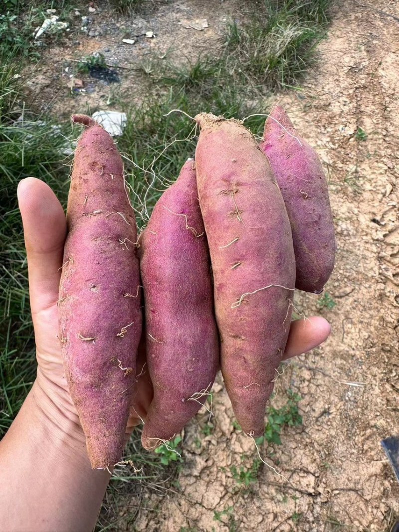 广东湛江西瓜红蜜薯大量供应市场电商产地直发货源充足价格低