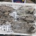墨鱼一活冻不泡水一手货源