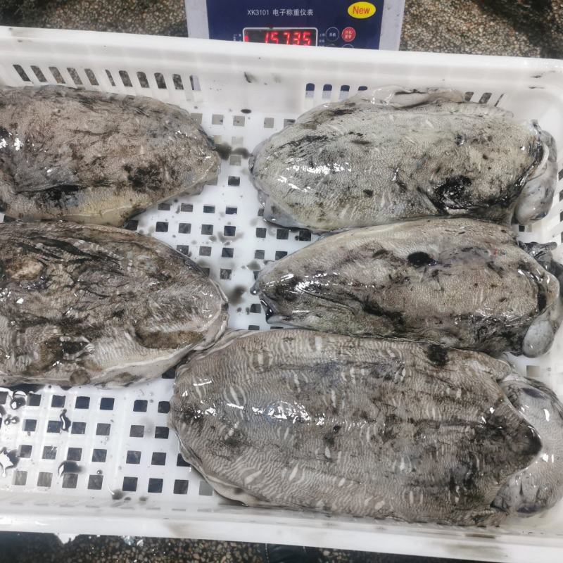 墨鱼一活冻不泡水一手货源