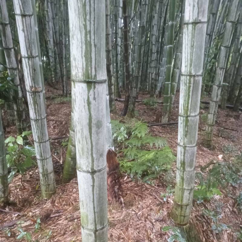 楠竹毛竹