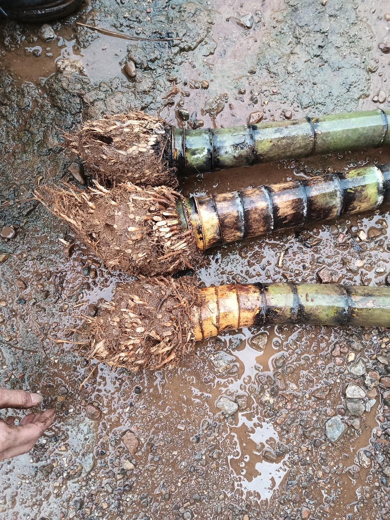 楠竹毛竹