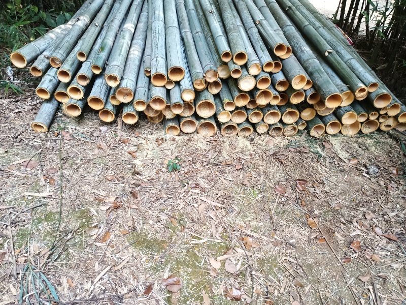 楠竹毛竹
