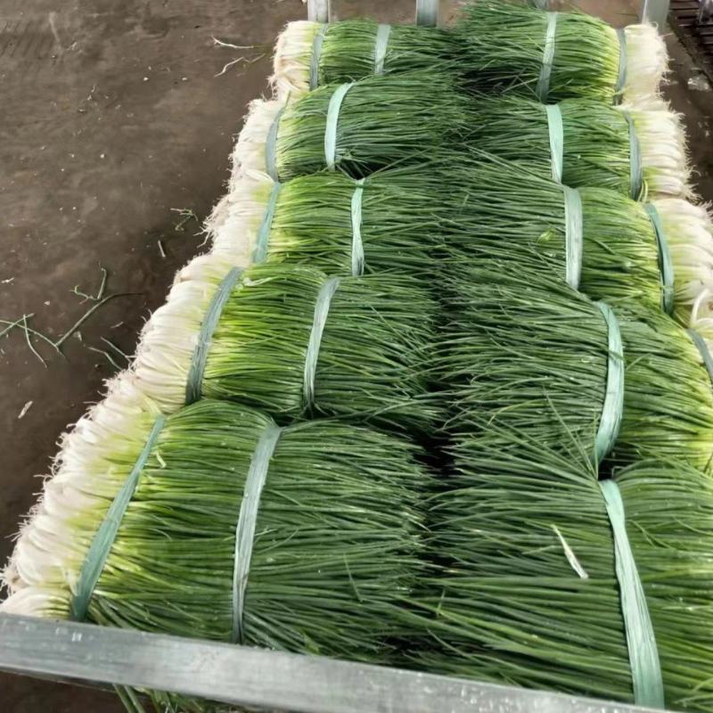 贵州毕节四季小香葱青翠净菜可以打捆香葱批发基地