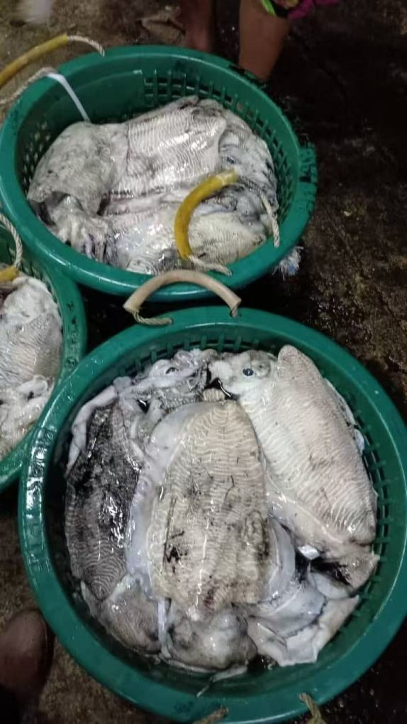 墨鱼一活冻不泡水一手货源