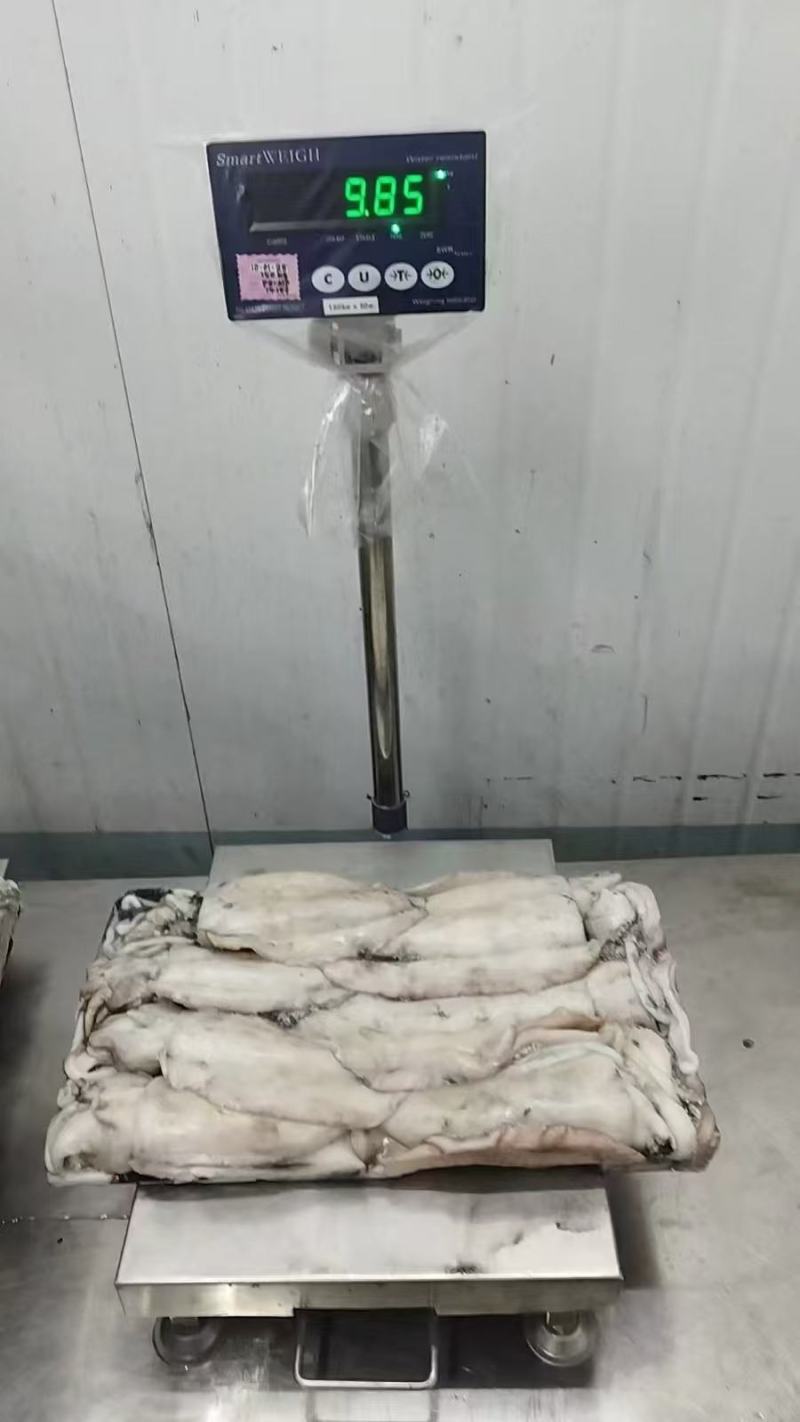 墨鱼一活冻不泡水一手货源