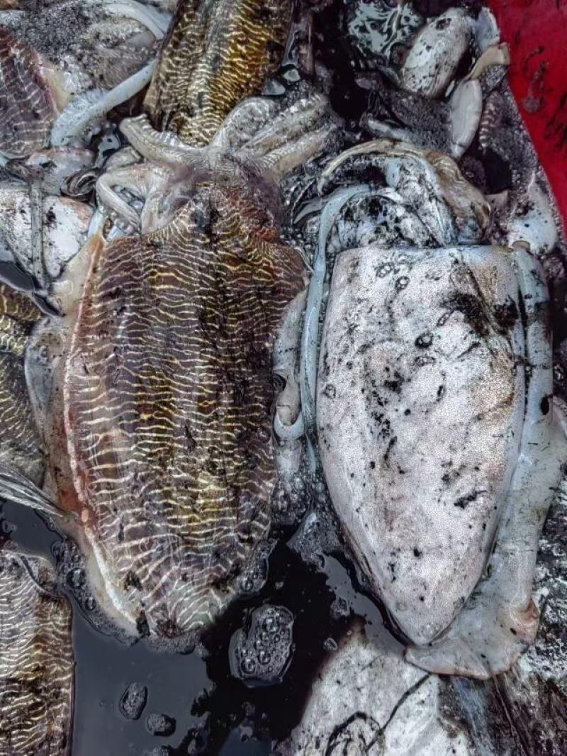 墨鱼一活冻不泡水一手货源