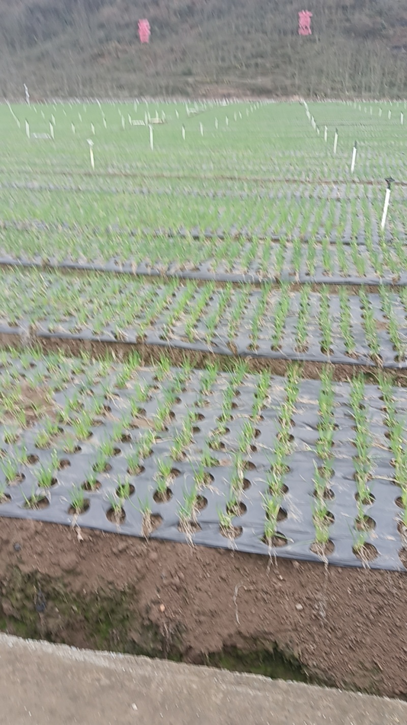 贵州毕节四季小香葱青翠净菜可以打捆香葱批发基地