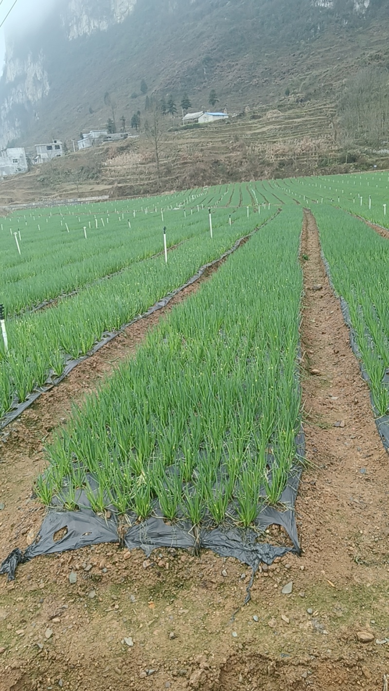贵州毕节四季小香葱青翠净菜可以打捆香葱批发基地
