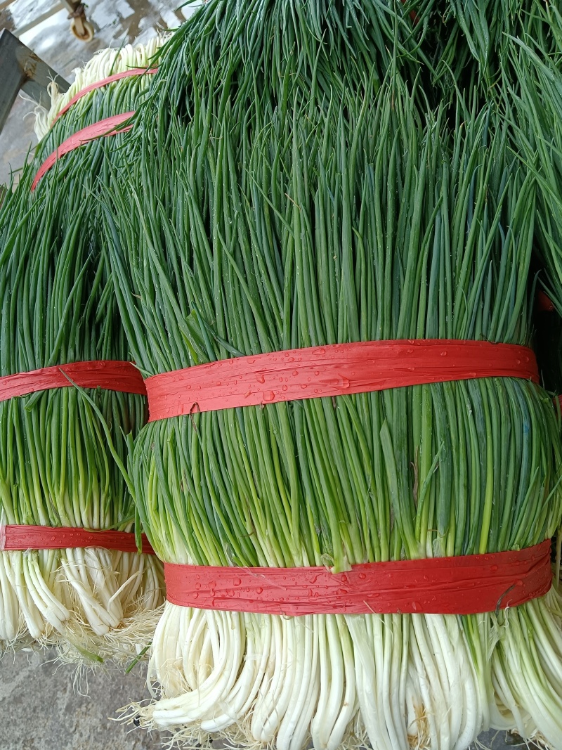 贵州毕节四季小香葱青翠净菜可以打捆香葱批发基地