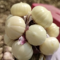 大蒜瓣蒜独头蒜
