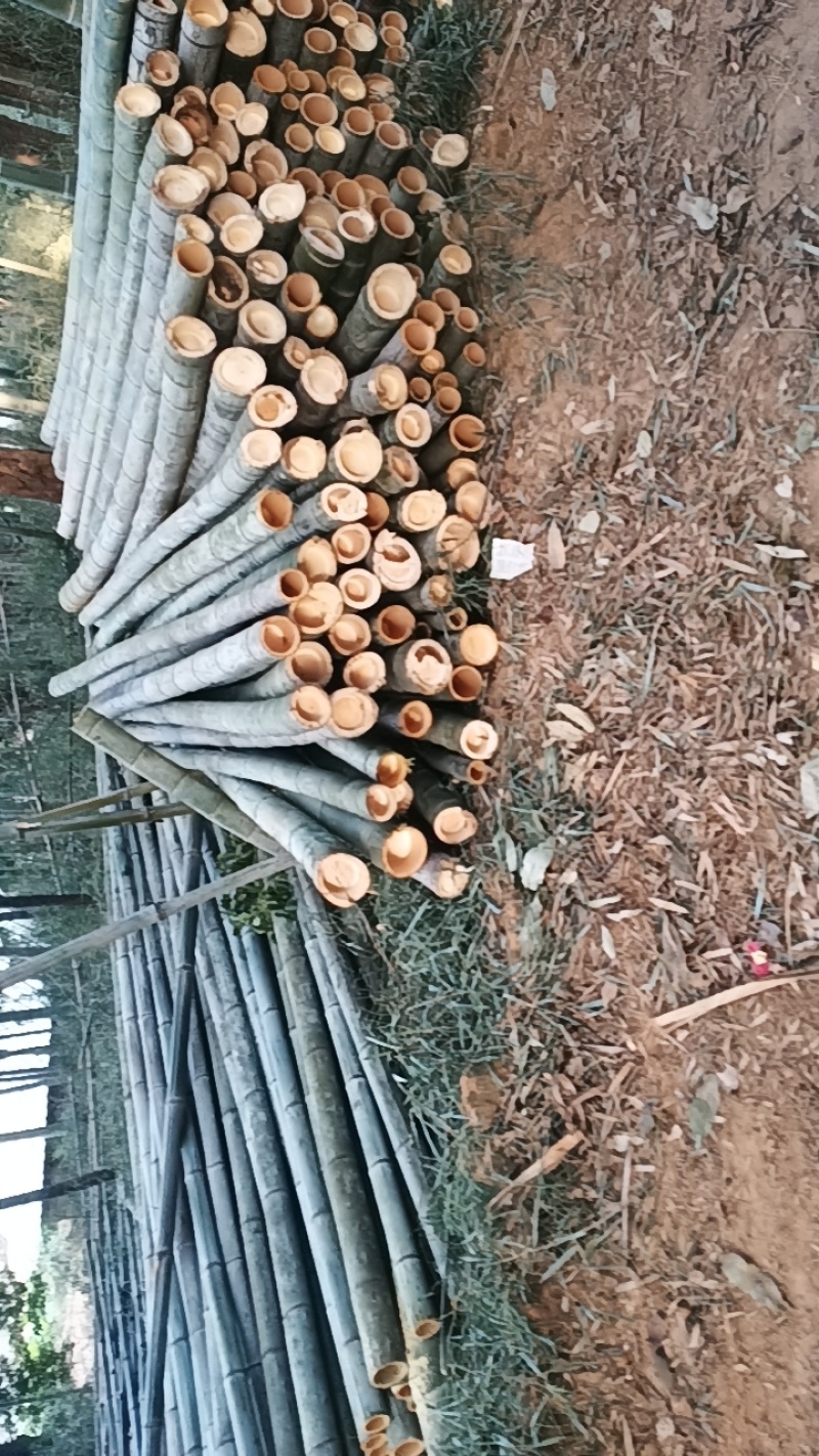 毛竹楠竹