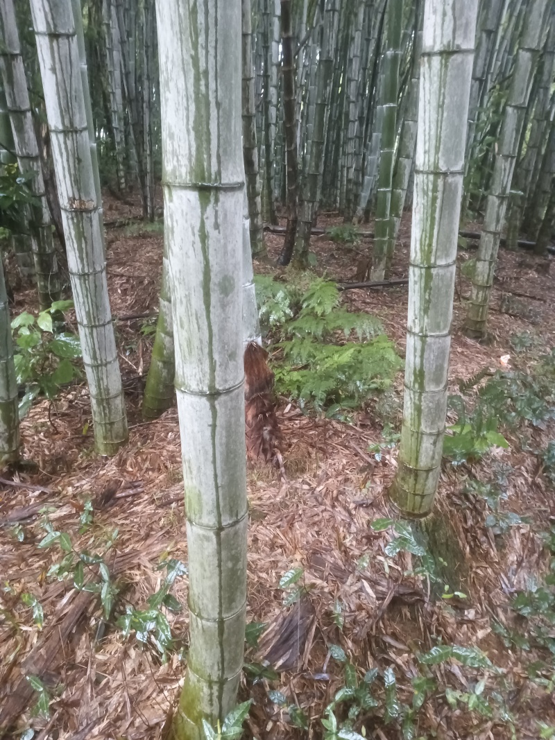 毛竹楠竹