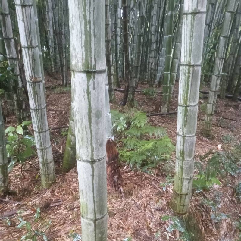 毛竹楠竹