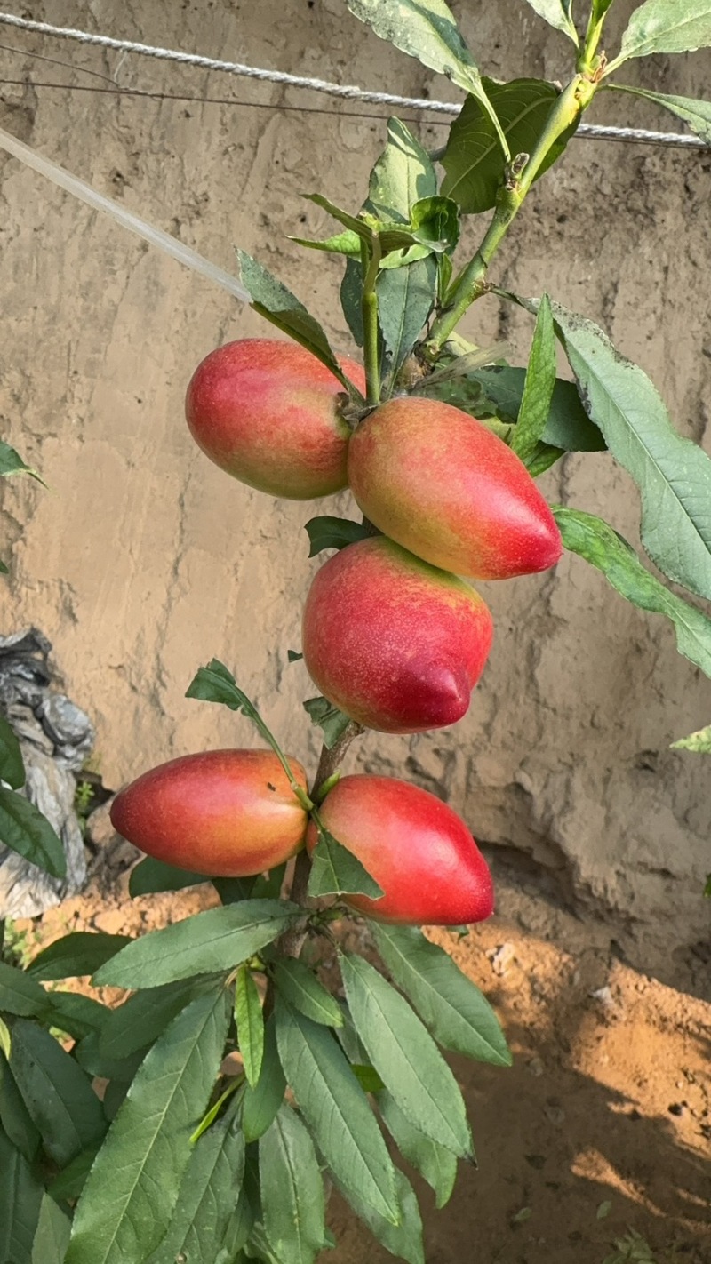 中油4号大棚油桃山东聊城冠县需要的联系我吧