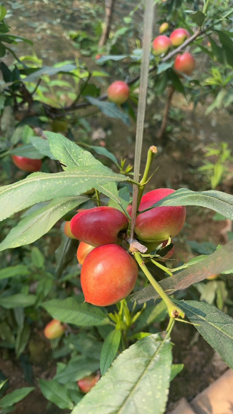 中油4号大棚油桃山东聊城冠县需要的联系我吧
